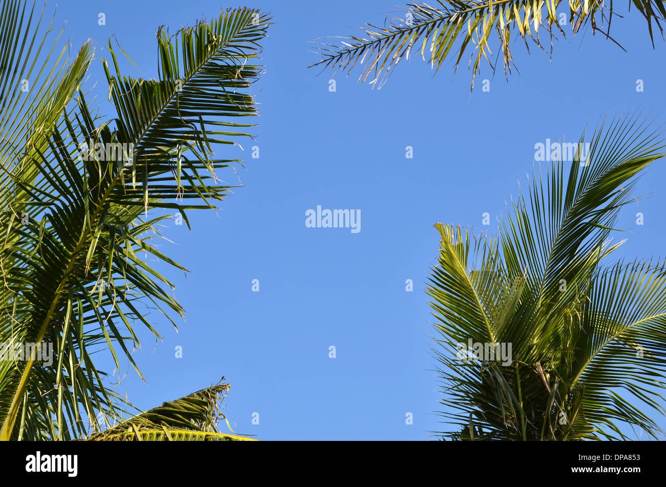 Frame of palm tree branches at blue sky Stock Photo - Alamy