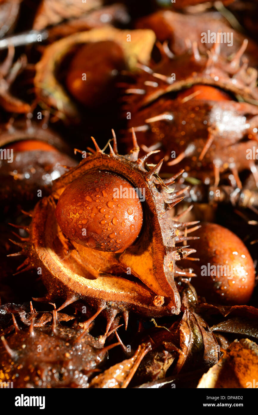 Fallen conkers from Aesculus hippocastanum (Horse Chestnut) tree laying ...