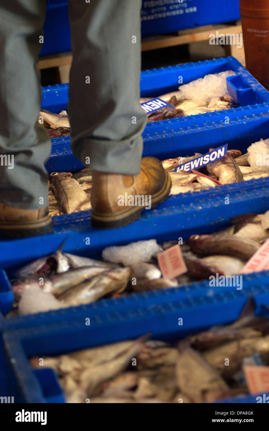 Freshly caught fish / North Shields fishquay Stock Photo