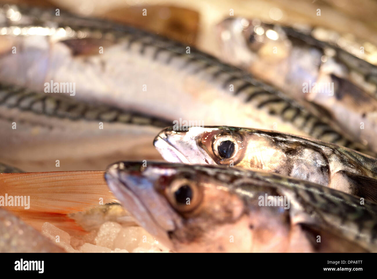 Herring at fish market / North Shields Fish Quay Stock Photo Alamy