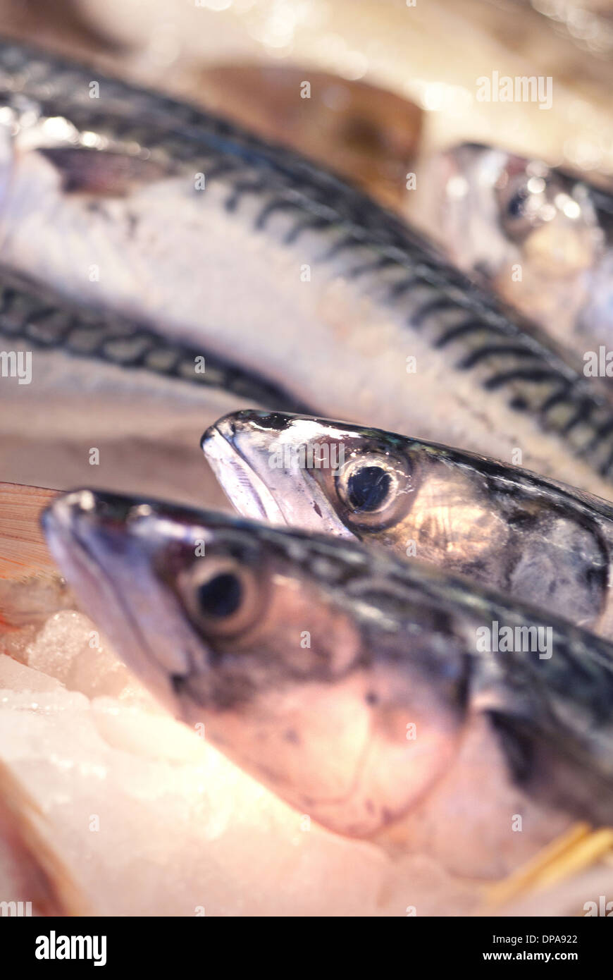 Herring at fish market / North Shields Fish Quay Stock Photo