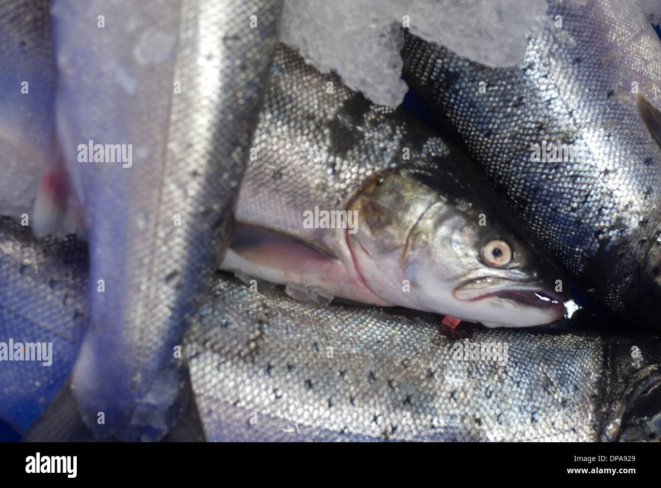 Sea Trout at market / North Shields Fish Quay Stock Photo