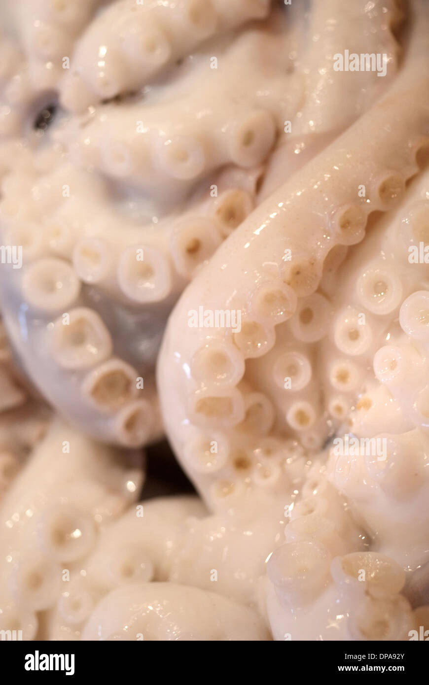 Squid tentacles / North Shields Fish Quay Stock Photo