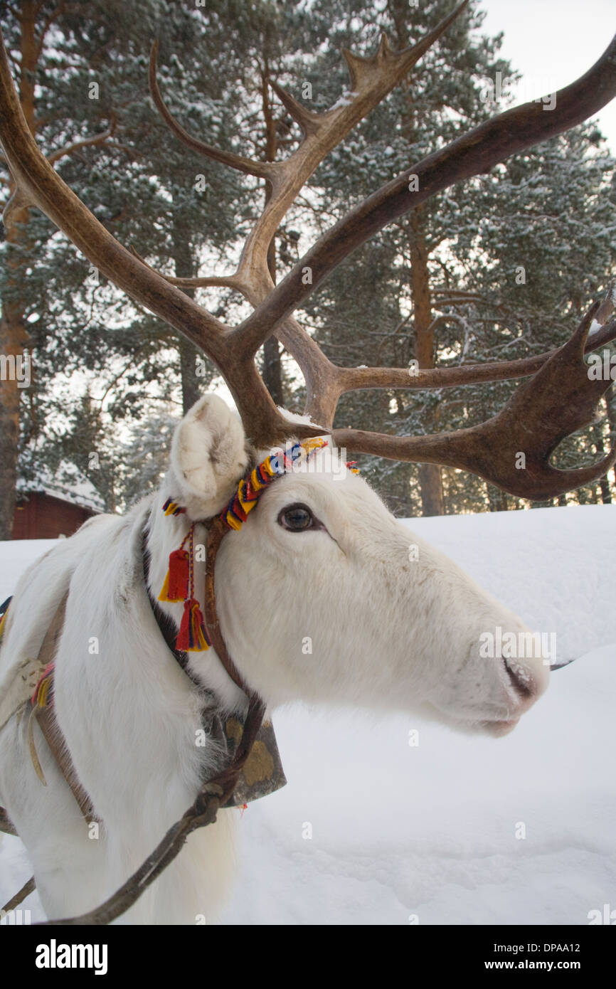 Reindeer Head with Horns Rangifer tarandus Laplander culture Jokkmokk Laponia Sweden Stock Photo