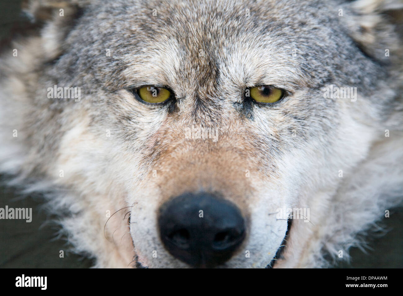 Fury Wolf face skin with starring eyes Stock Photo - Alamy