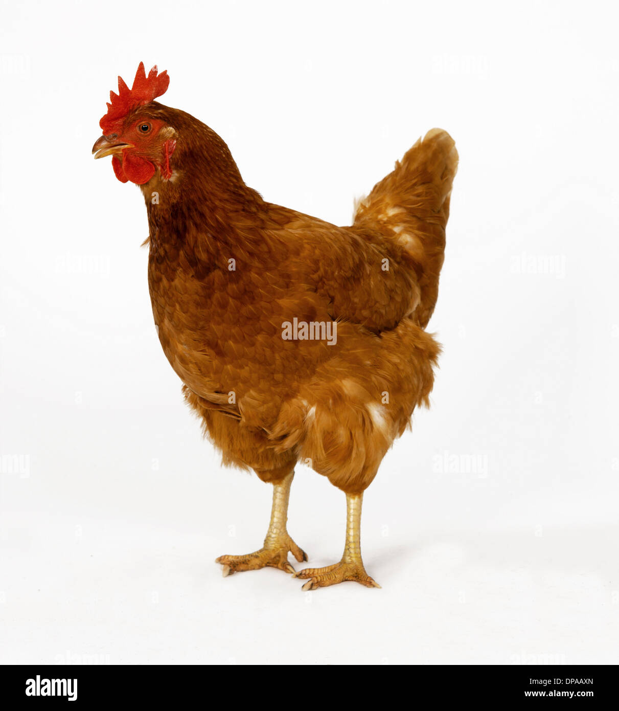 Adult hen hi-res stock photography and images - Alamy
