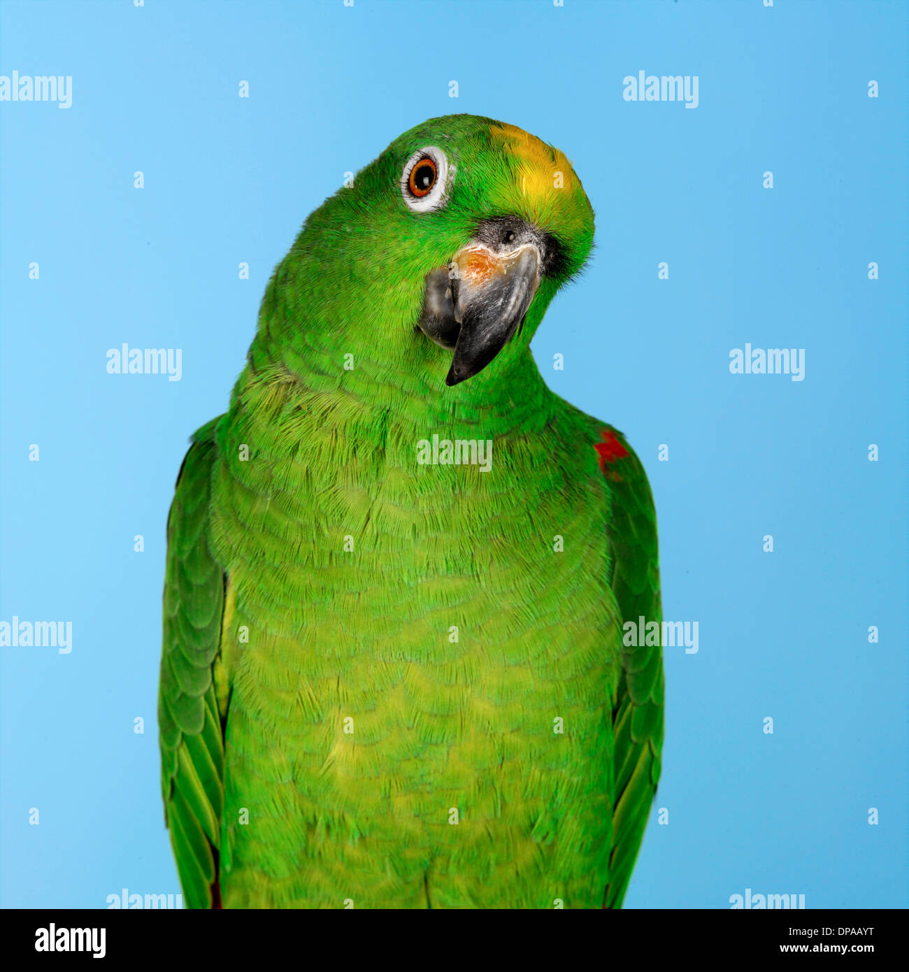 Amazon Parrot Stock Photo
