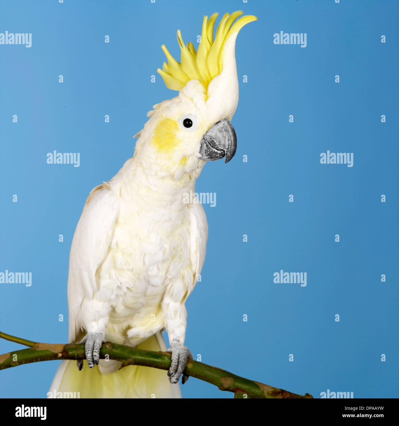 Sulphur Crested Cockatoo Stock Photo