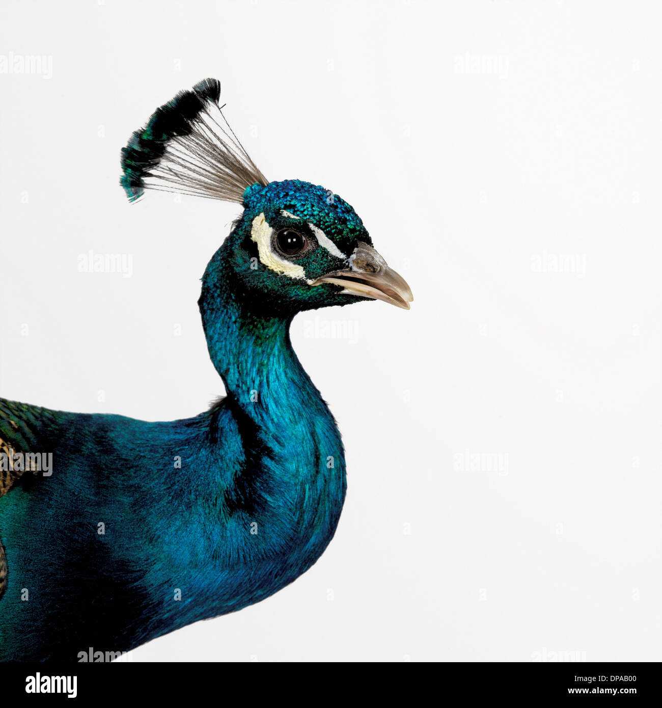 Peacock Stock Photo