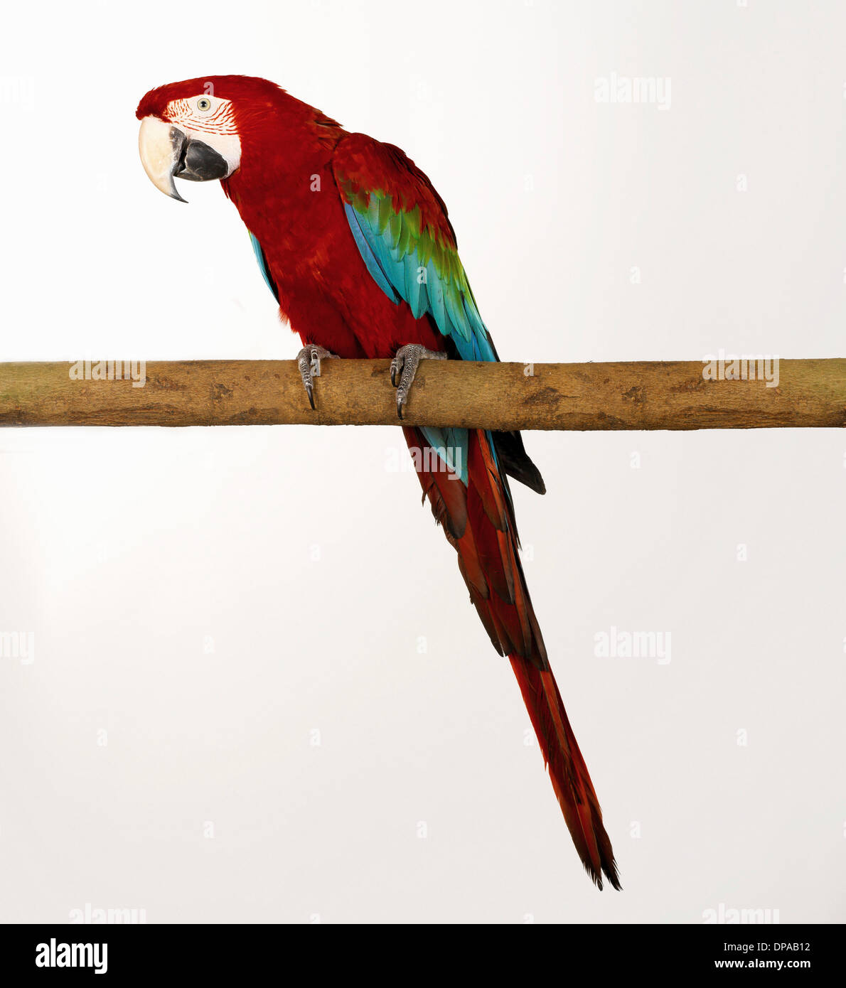 Green Wing Macaw on perch Stock Photo