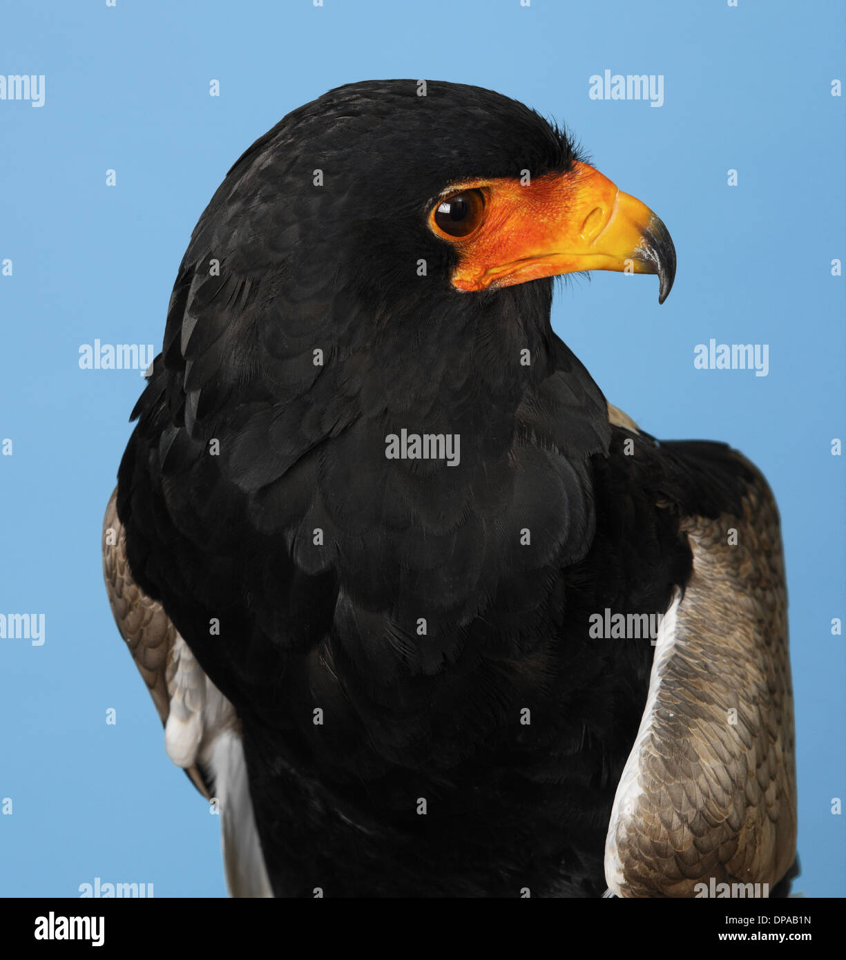 Bateleur Eagle Stock Photo