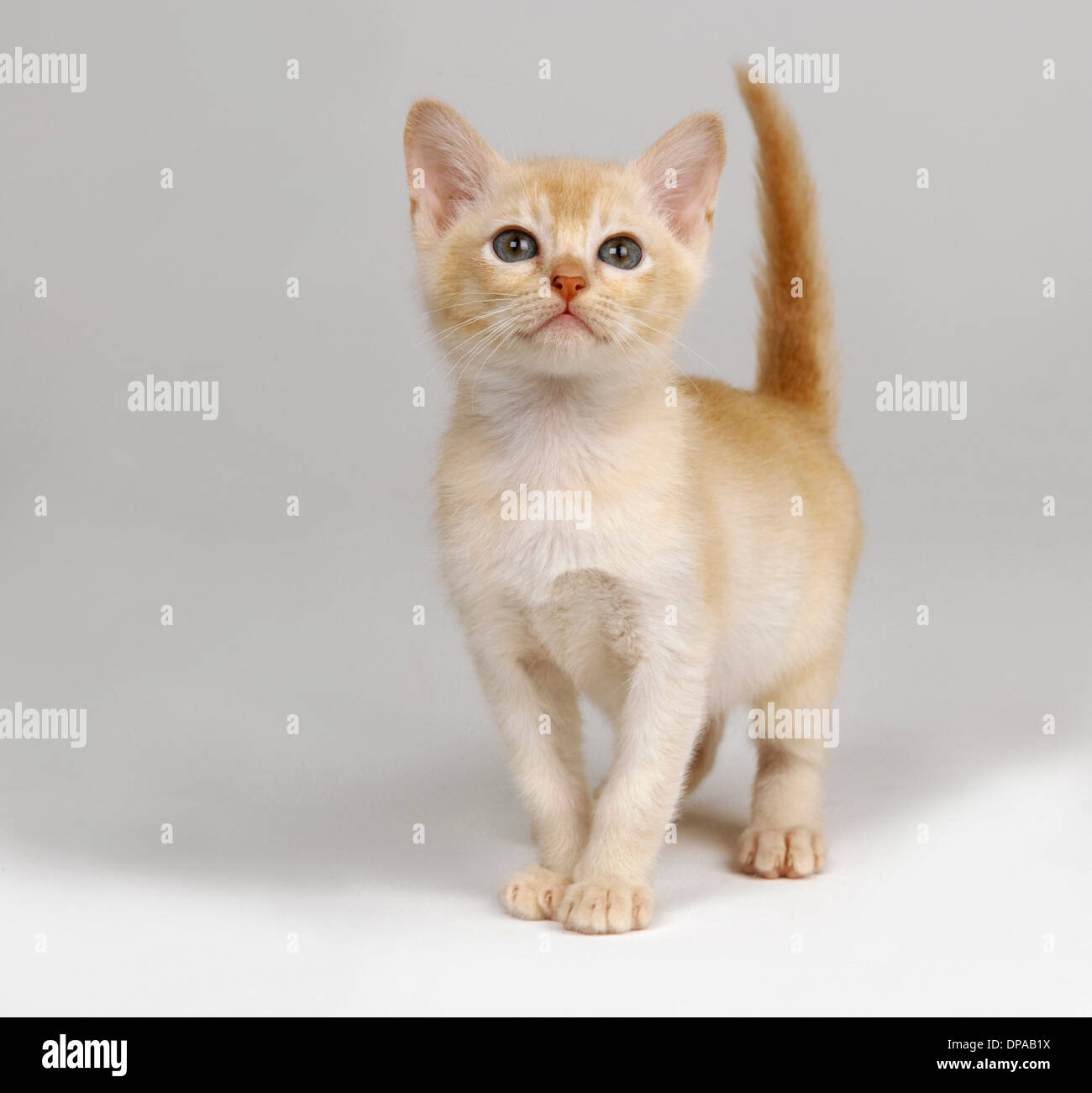 Ginger kitten Stock Photo