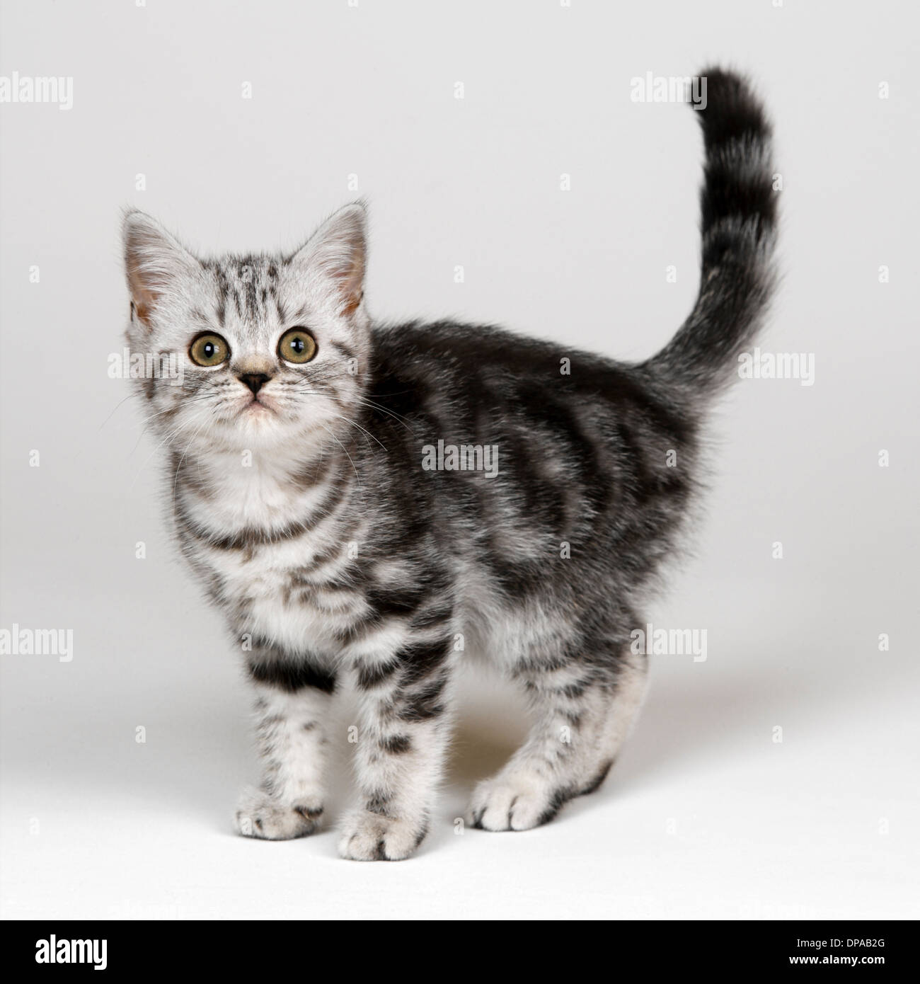 Silver tabby kitten Stock Photo