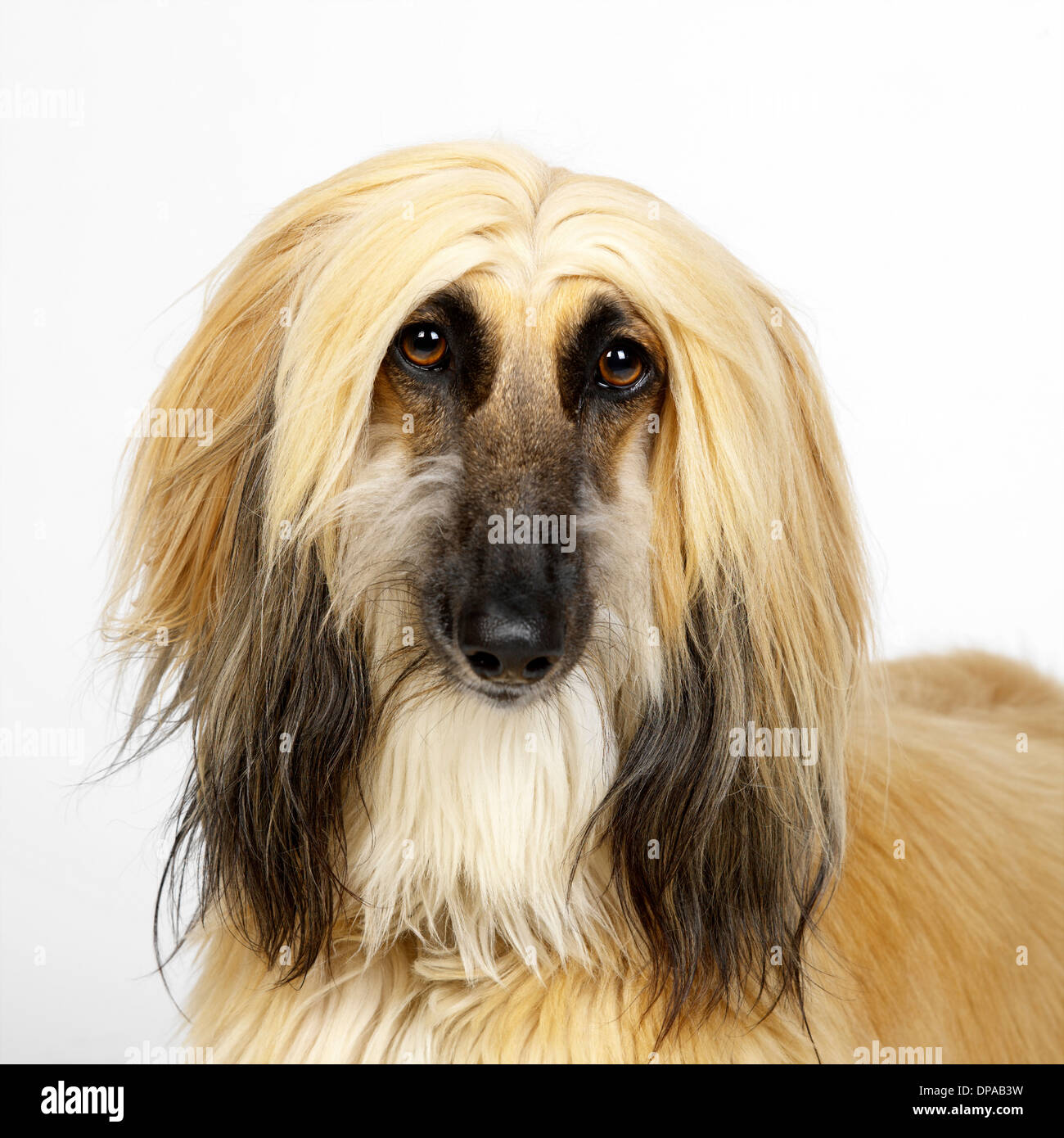Close up of Afghan Hound Stock Photo