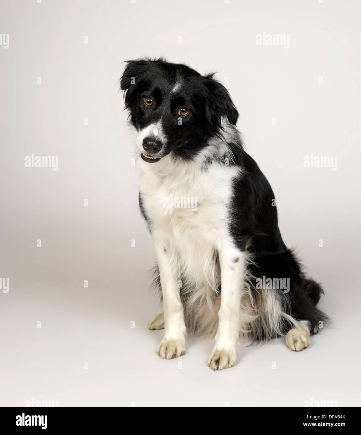 Adult Border Collie Dog Standing in a Meadow Stock Image - Image of collie,  grass: 133920371