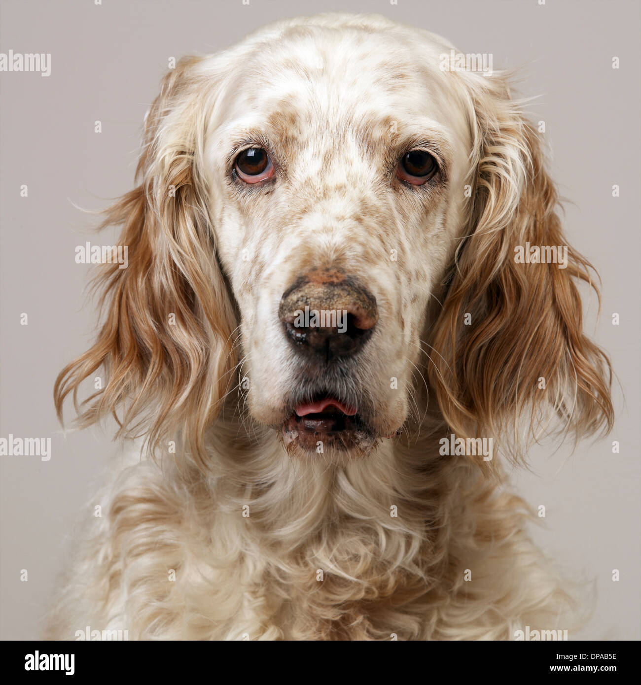 Are English Setter Aggressive