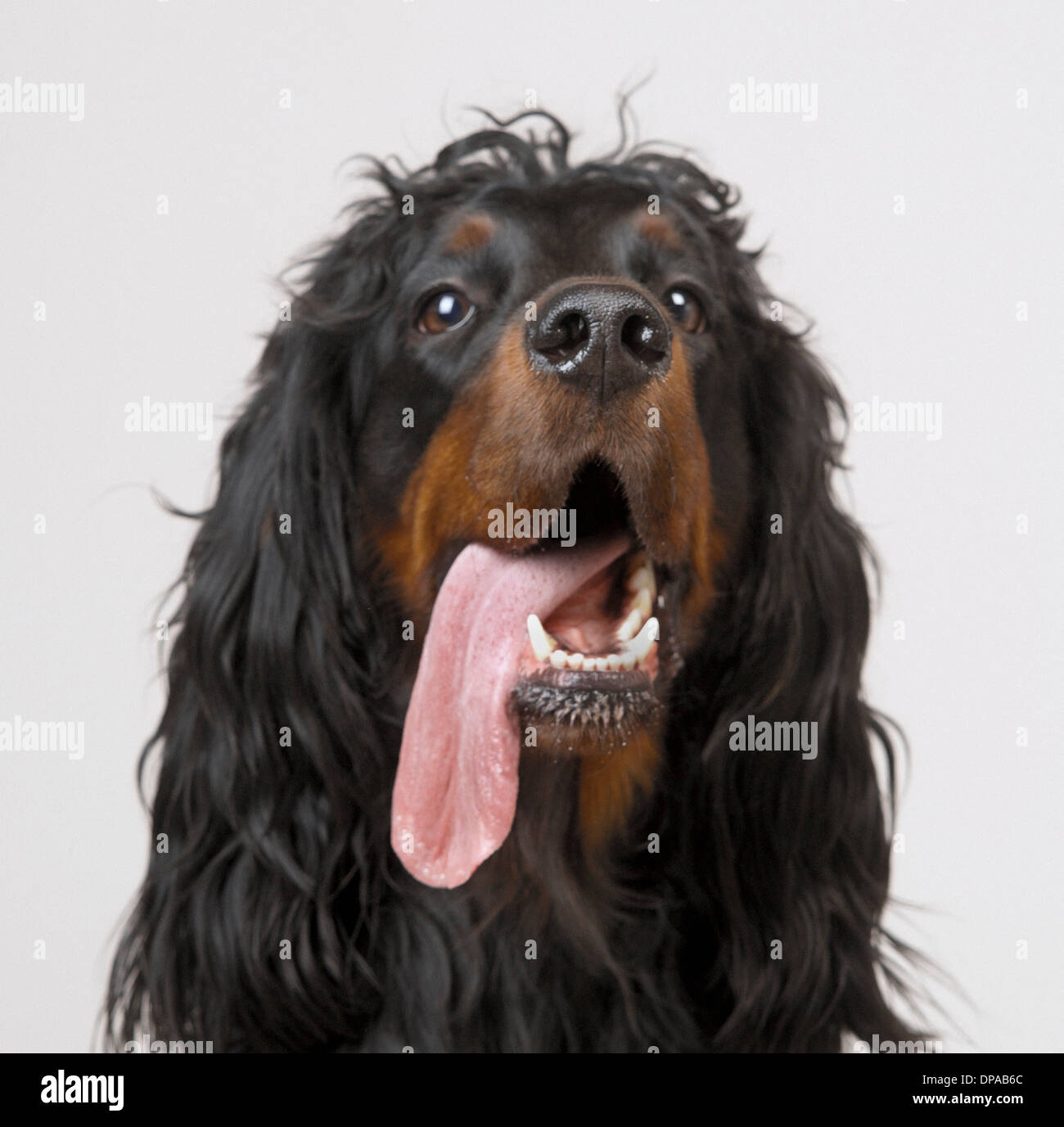 Gordon setter hi-res stock photography and images - Alamy