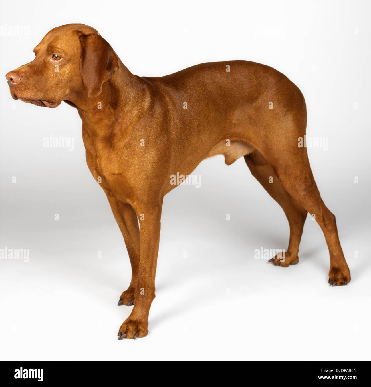 Hungarian Vizsla Stock Photo Alamy