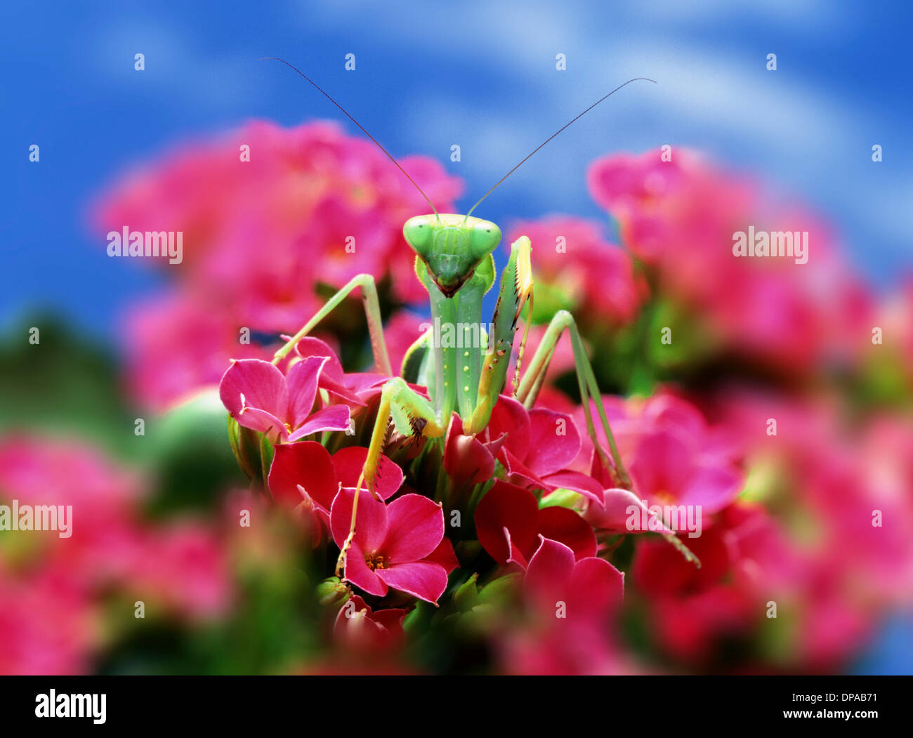 Praying Mantis on pink flower Stock Photo