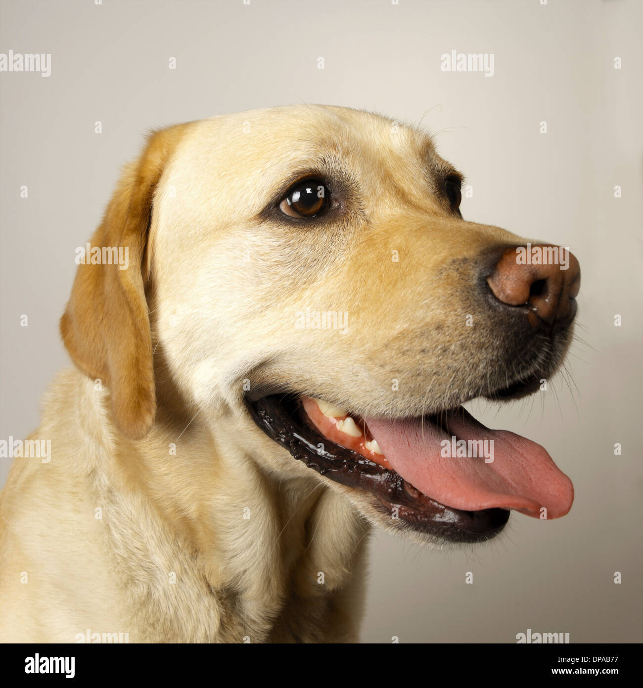 Close up of Labrador tongue out panting Stock Photo Alamy