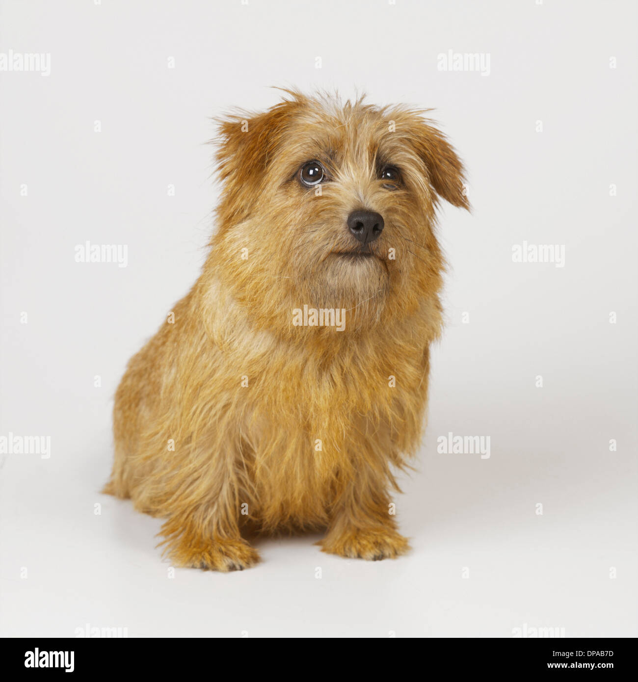 Norfolk Terrier Stock Photo Alamy