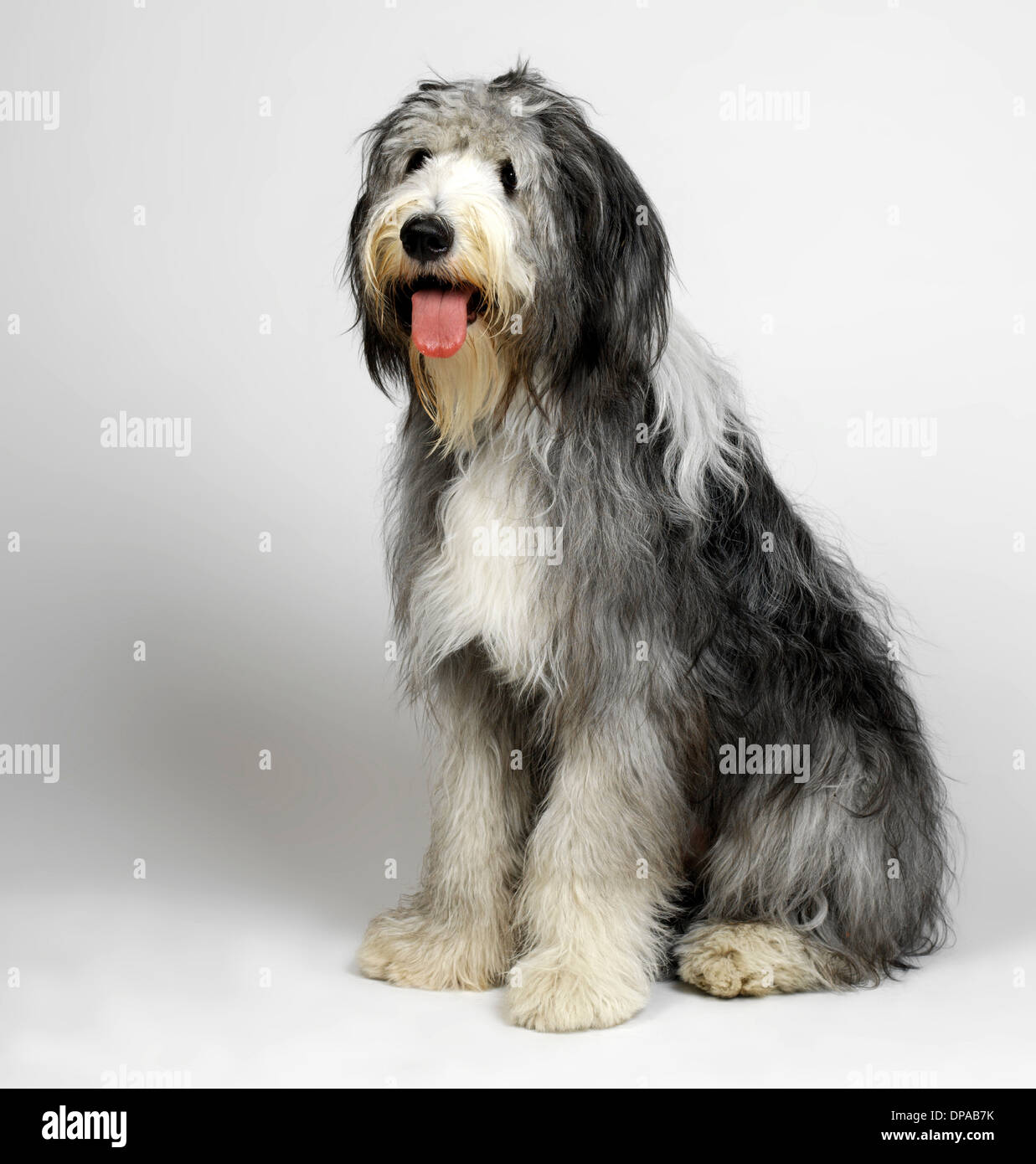 Old English Sheepdog with tongue hanging out Stock Photo