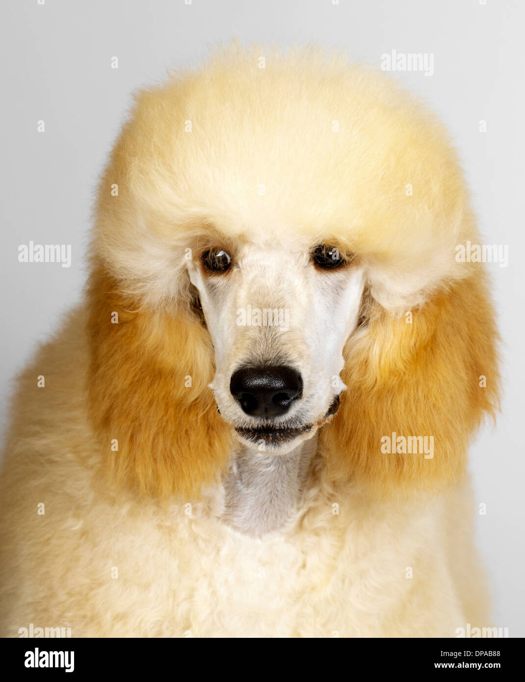 Standard poodle hires stock photography and images Alamy