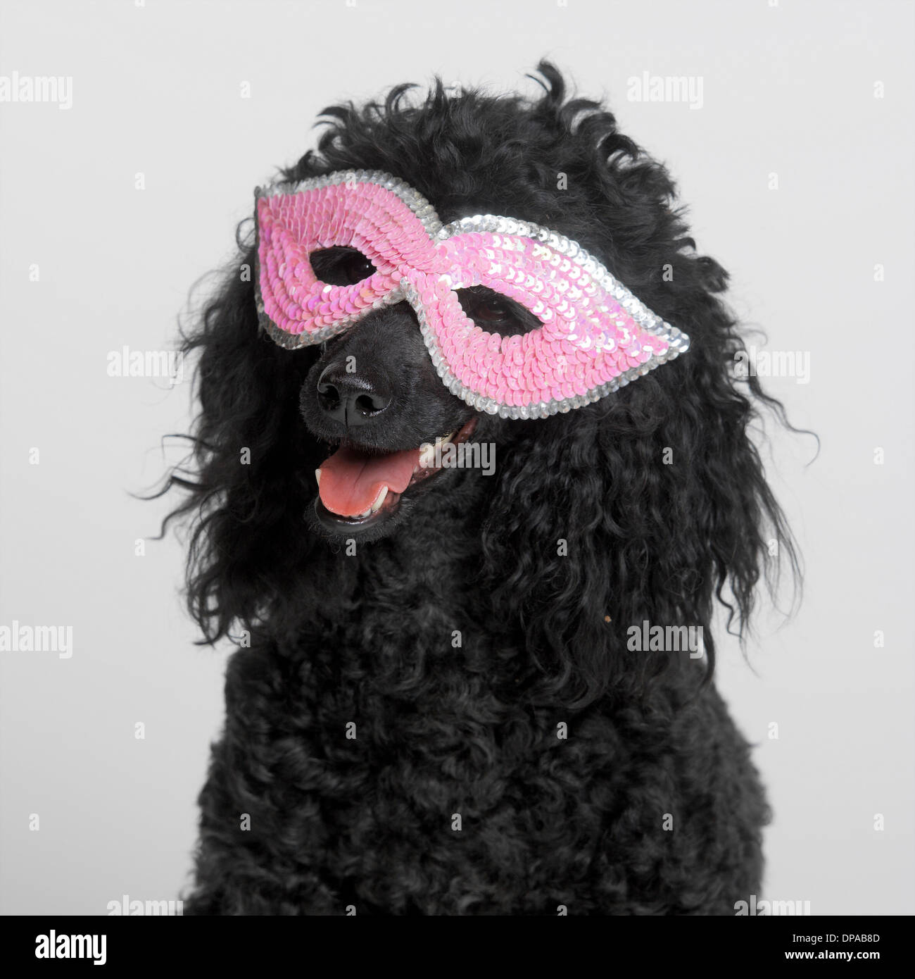 Black MIniature Poodle wearing pink mask Stock Photo