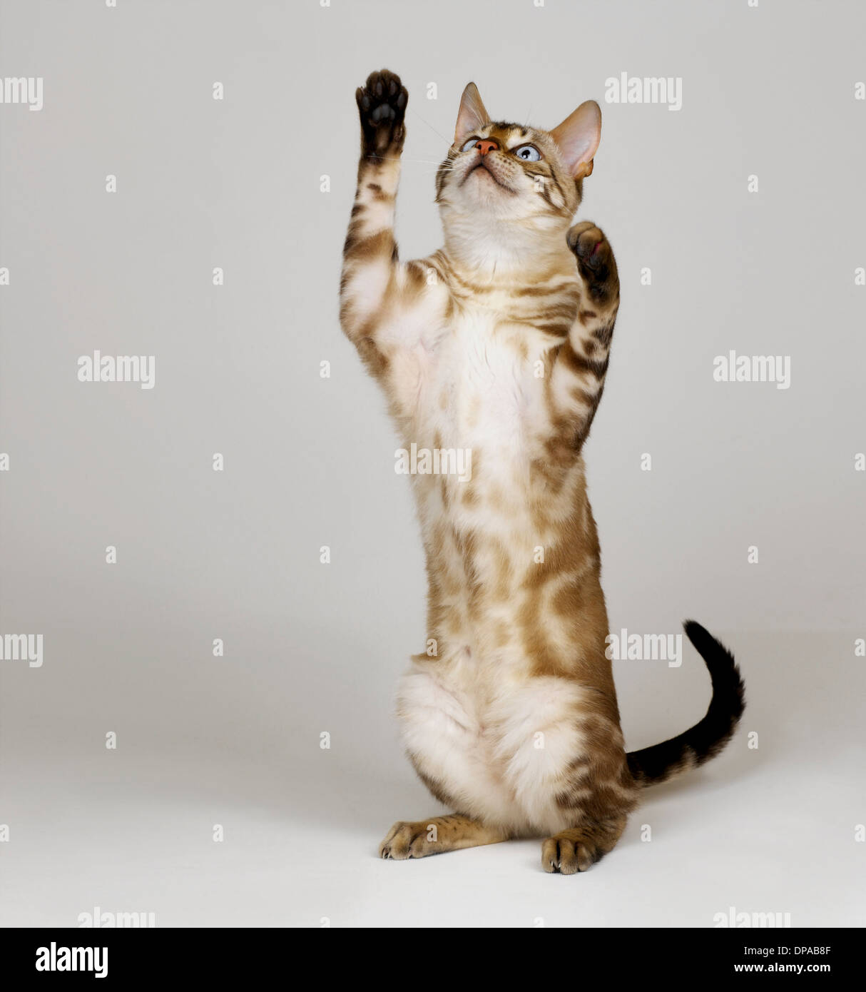 Bengal Blue Eyed Snow on hind legs Stock Photo