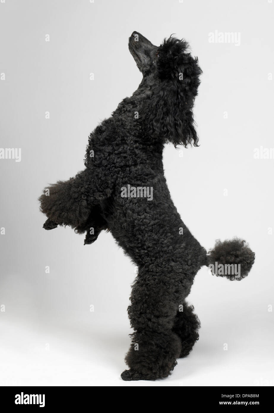 Black MIniature Poodle Stock Photo