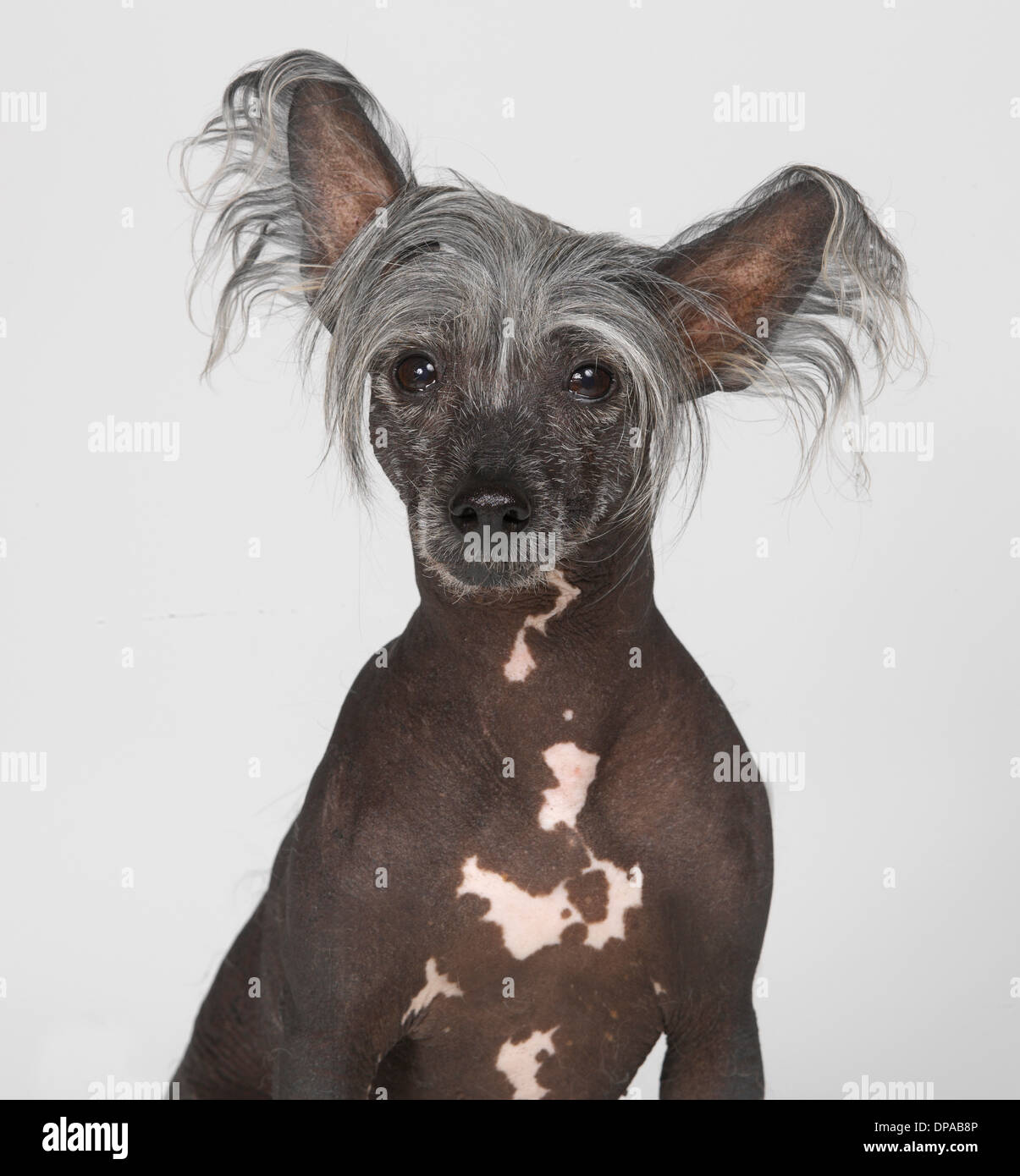 Chinese Crested Dog Stock Photo