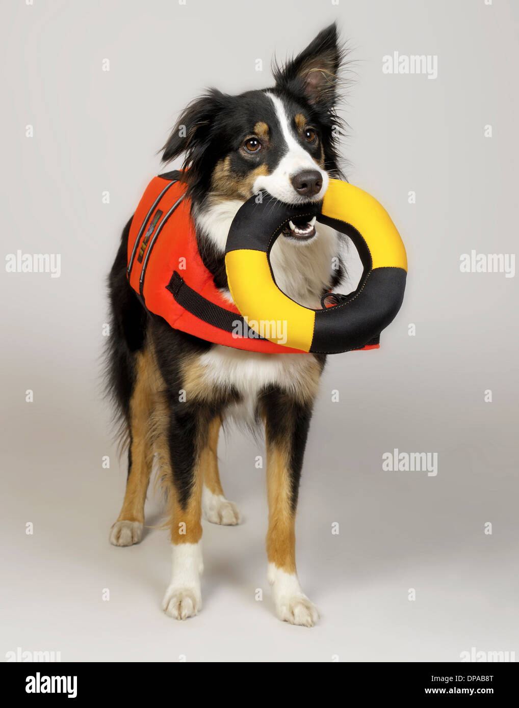 Border Collie with lifebuoy in mouth Stock Photo