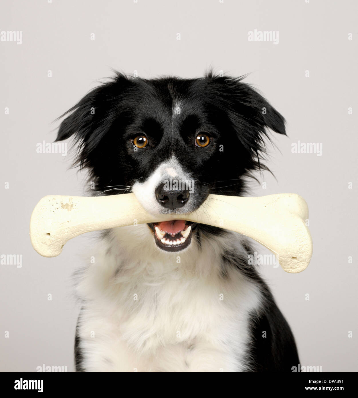 Border Collie Dog with Bone Stock Photo - Image of bone, lying: 51253044