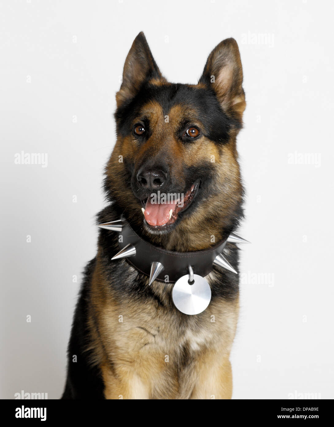 German Shepherd with spike stud collar Stock Photo