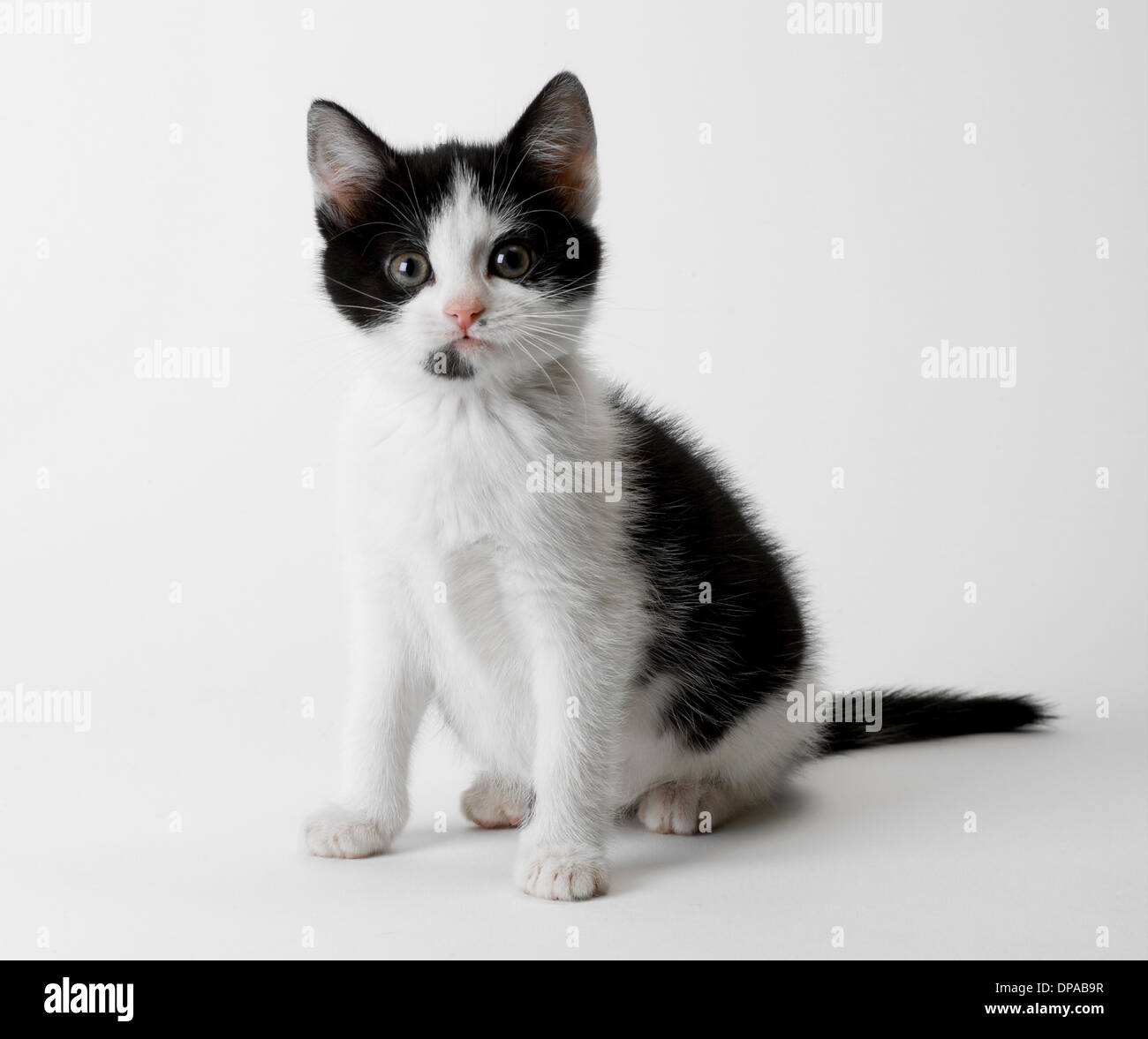 Portrait of black and white kitten Stock Photo