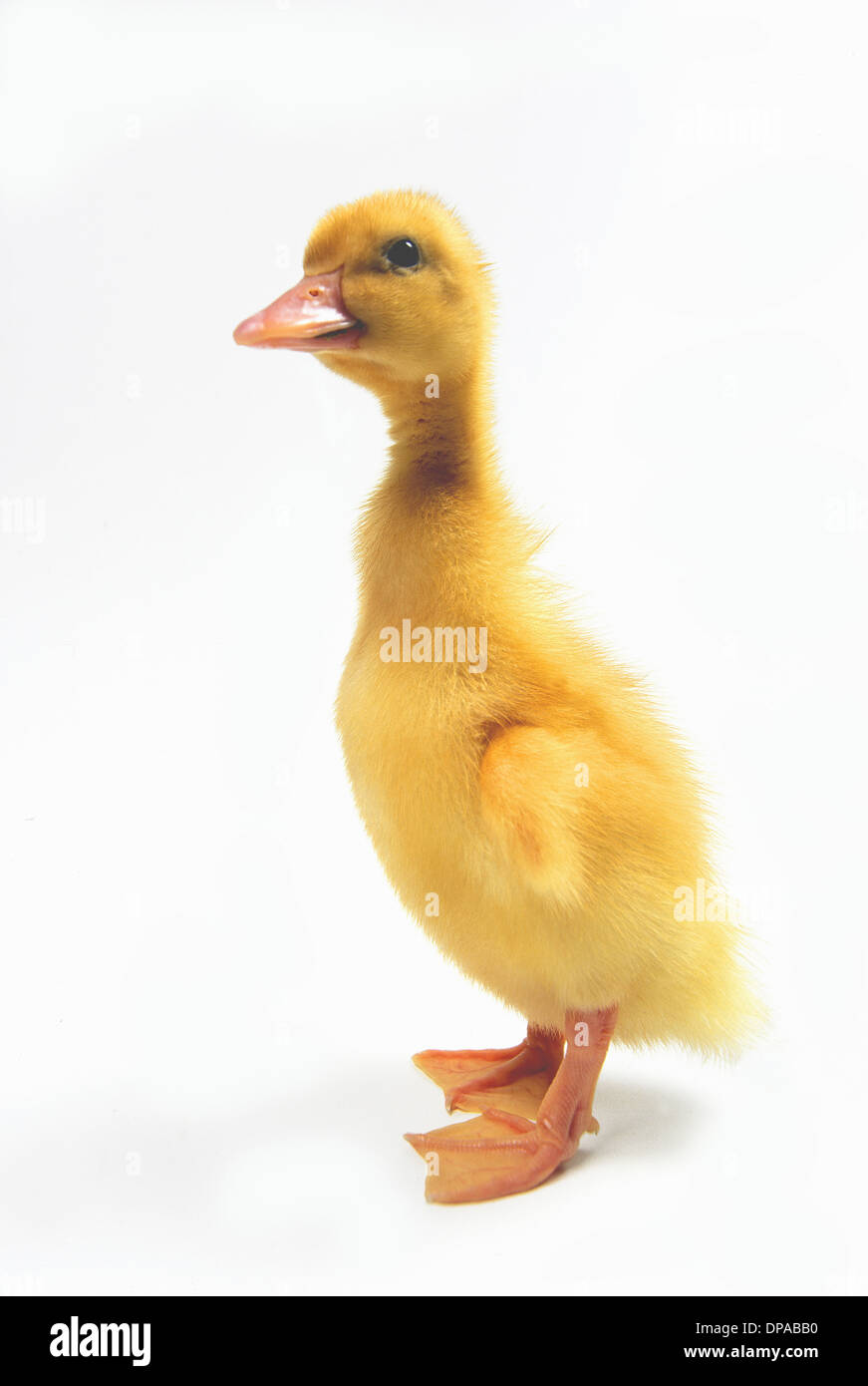 Side view of duckling Stock Photo