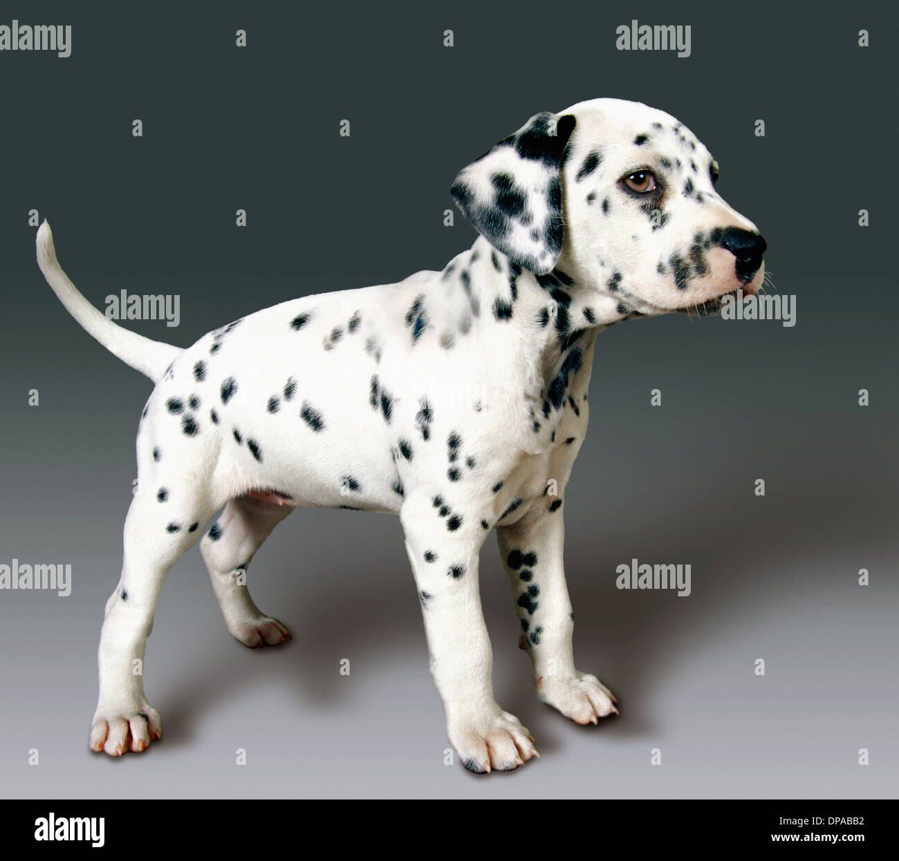 Side view of dalmatian pup Stock Photo