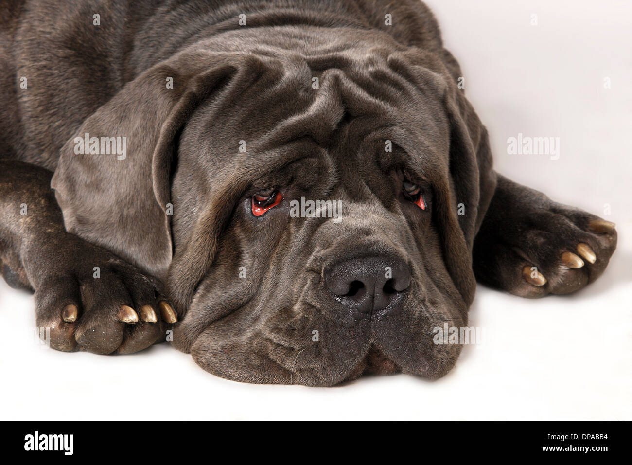 Neapolitan Mastiff with sad face Stock Photo