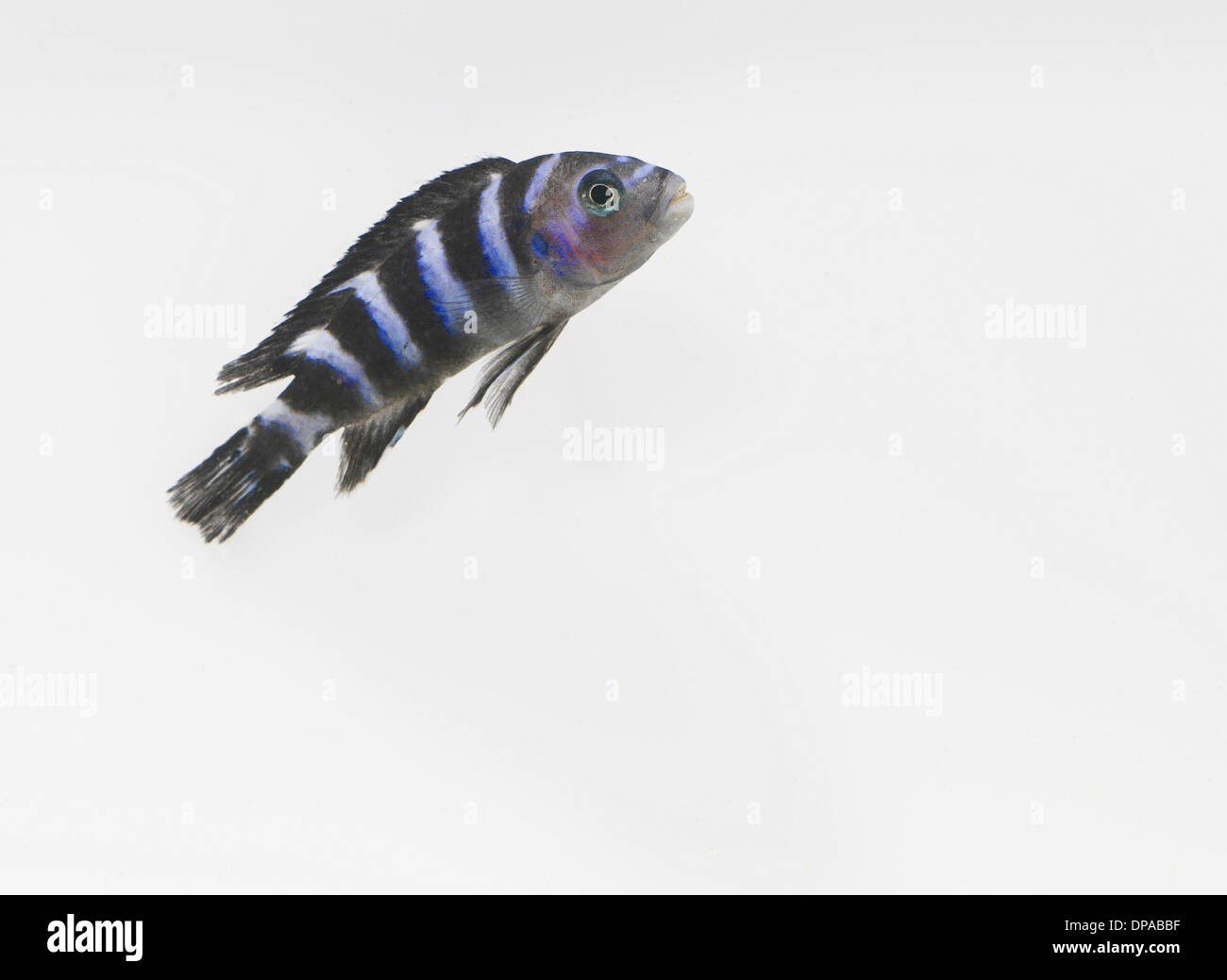 African Cichlid Stock Photo