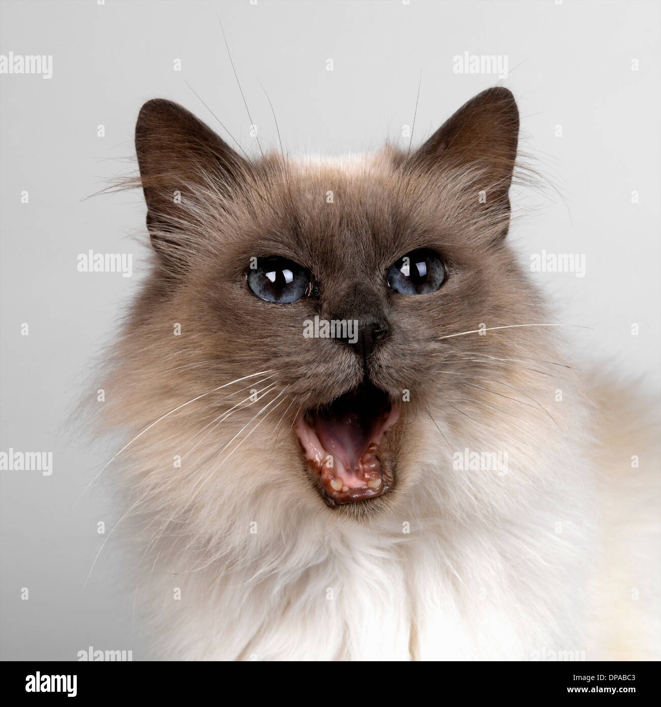 Birman with mouth opened Stock Photo