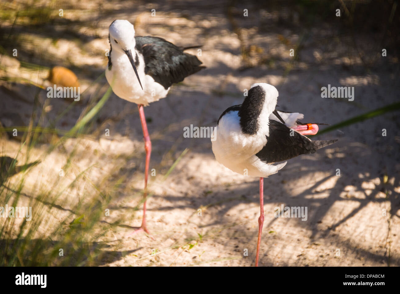 Australian wetland birds pair of stilt stint bird on one leg one