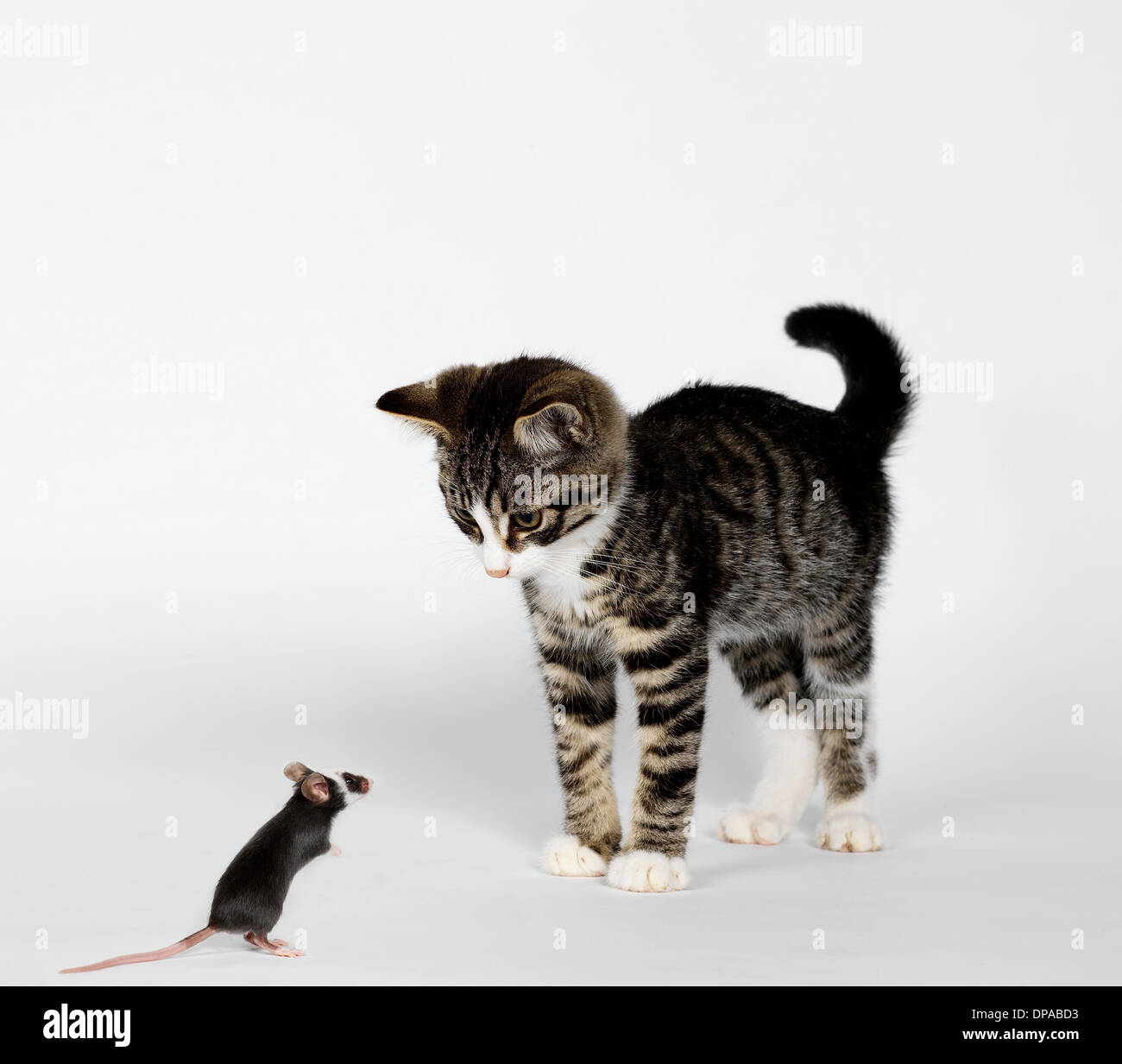 Mouse confronting kitten Stock Photo