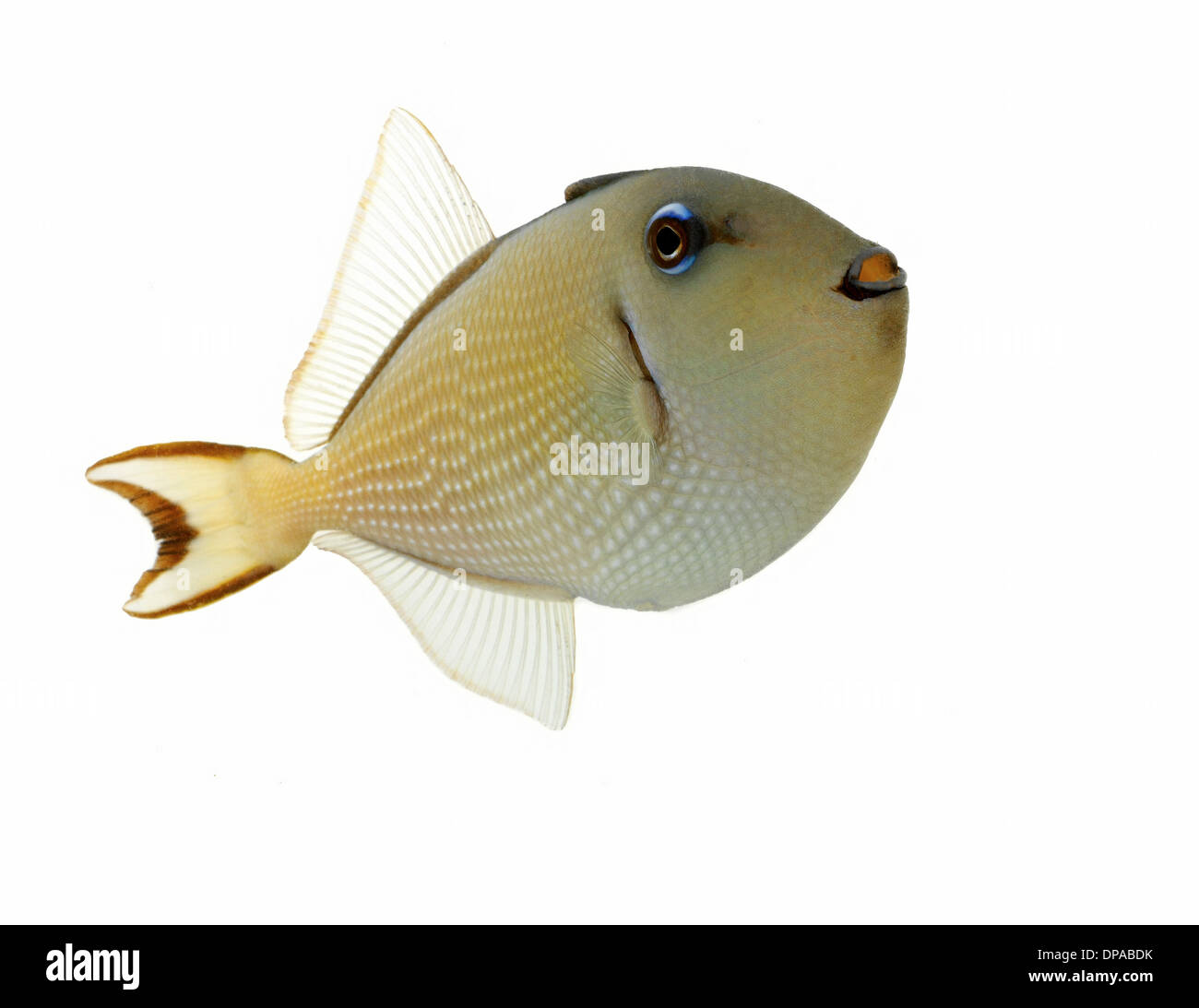 Triggerfish Stock Photo