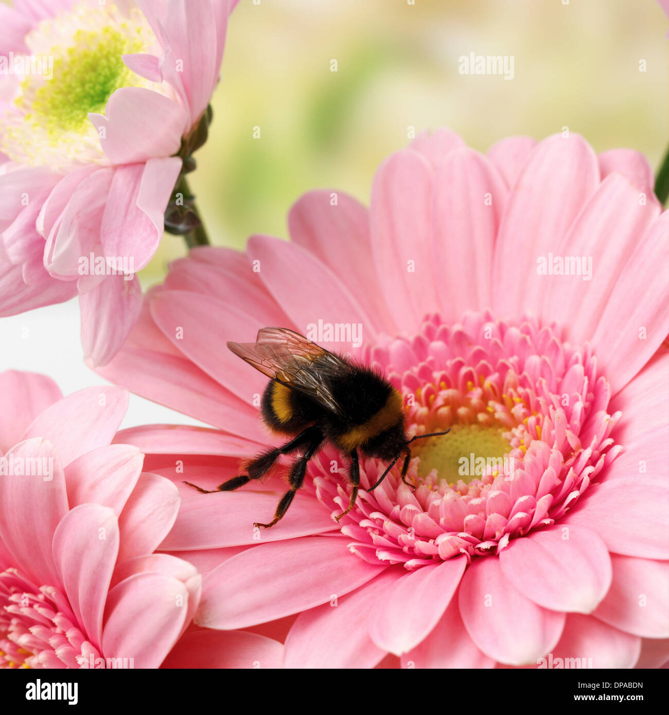 Bee on pink Gerbera Stock Photo