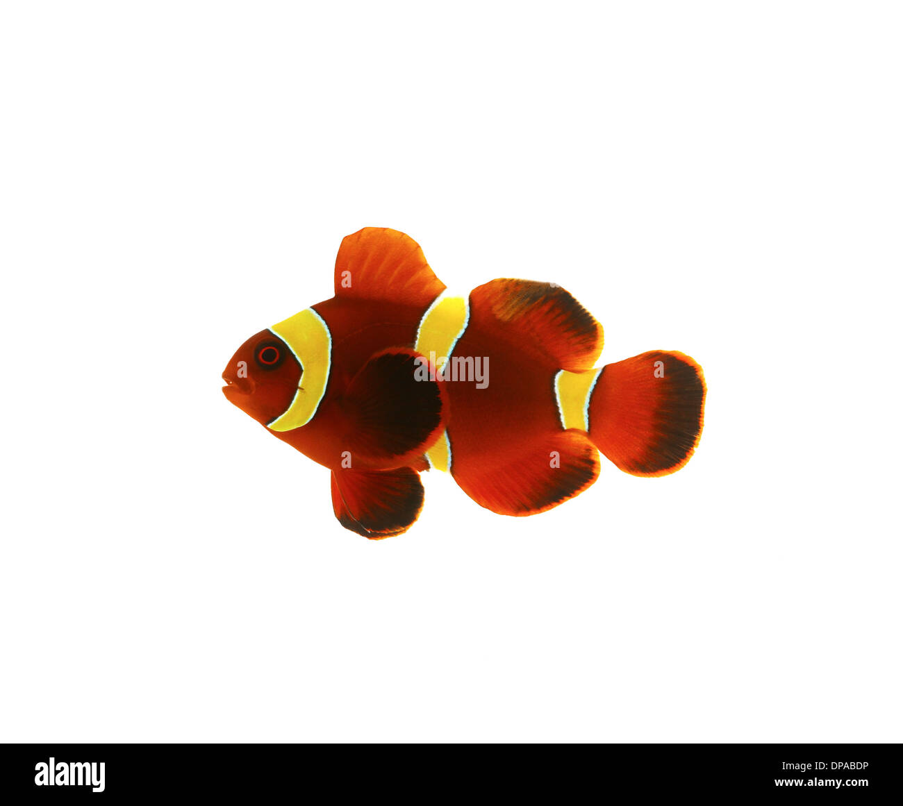 Clown Fish Stock Photo