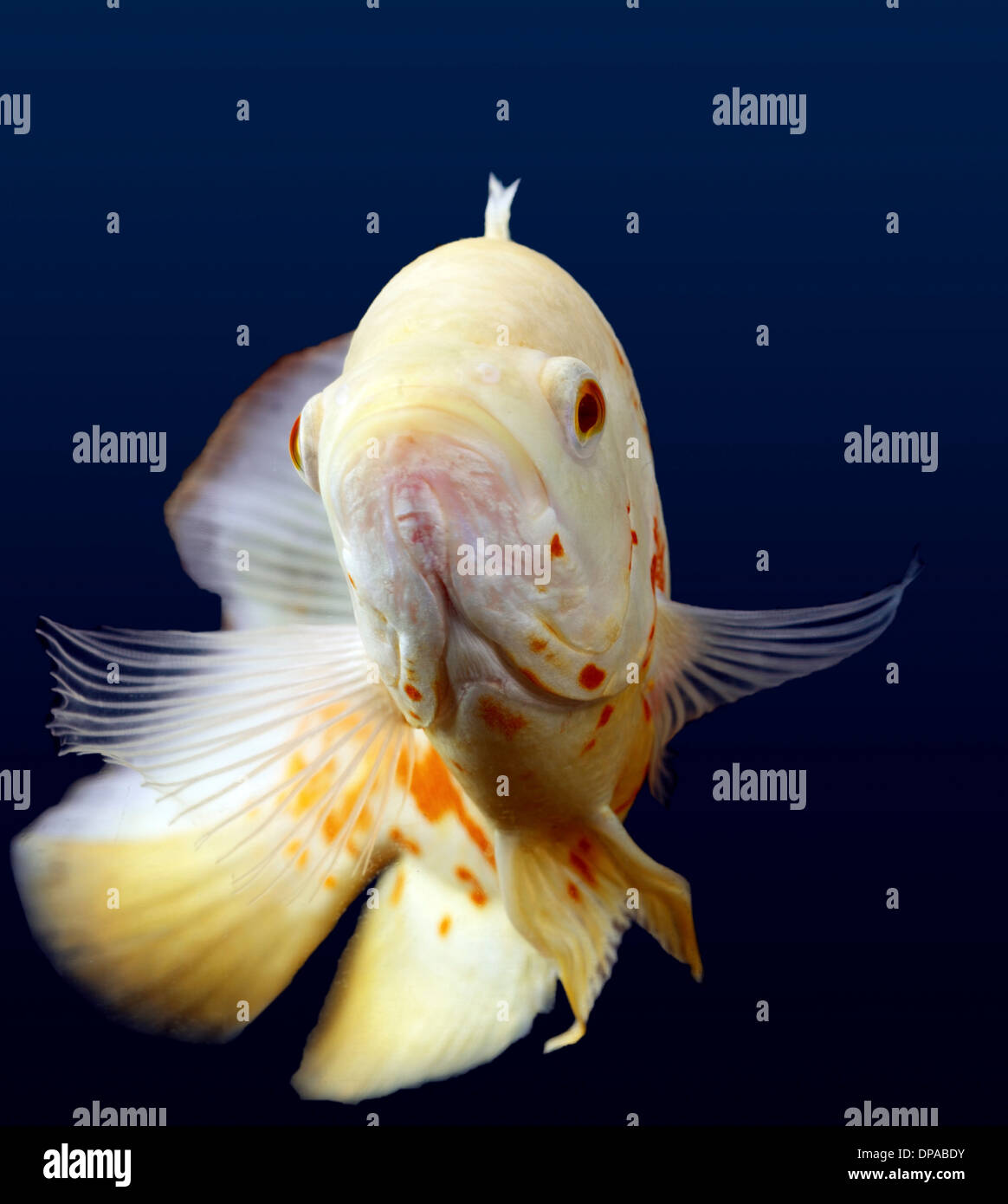White Oscar Fish Stock Photo