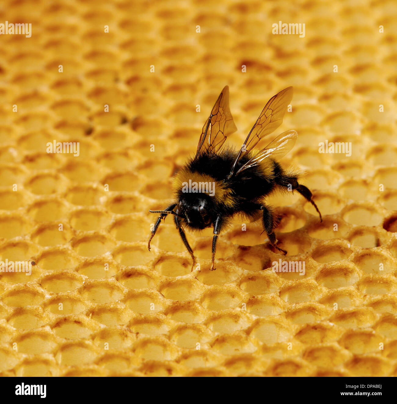 Bee on honey comb Stock Photo