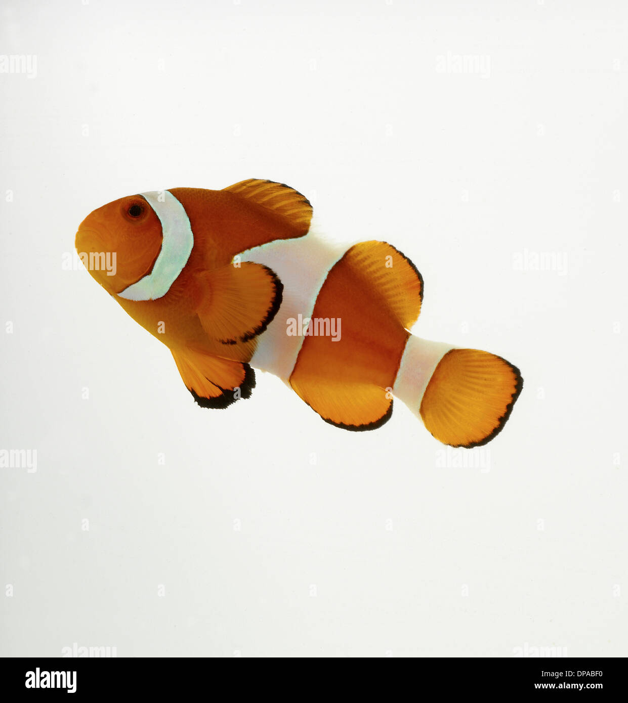 Clown Fish Stock Photo