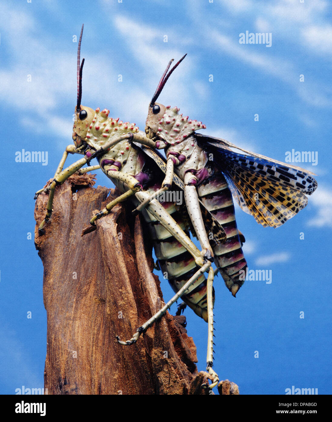 Grasshoppers on tree stump Stock Photo