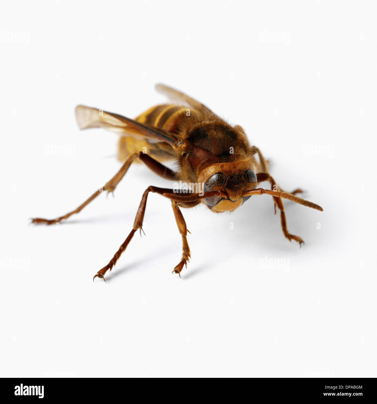 Hornet hi-res stock photography and images - Alamy